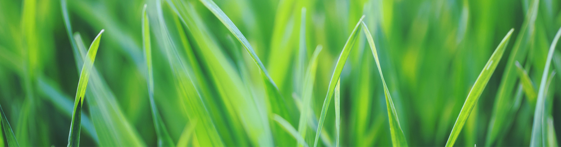 Gras