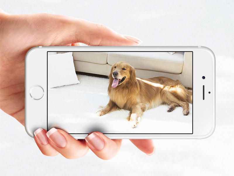 Dein Hund perfekt eingefangen und auf dem Smartphone ansehbar