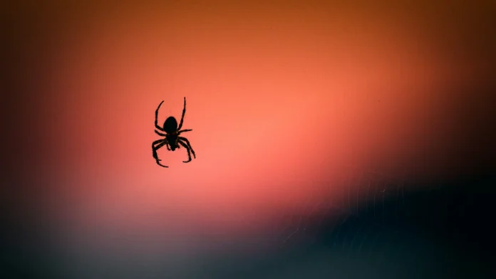 Spinne in ihrem Spinnennetz vor orangerotem Abendhimmel